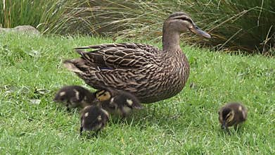 Female Mallard wild duck with ducklings