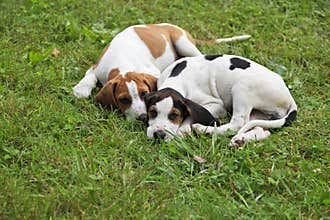 Beagle Puppies
