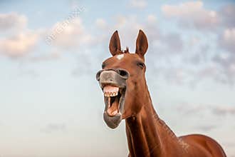 Laughing horse