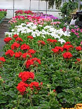 Geraniums For Sale