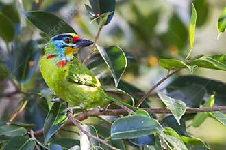 Black-Browed Barbet
