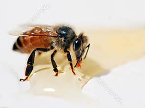 Honey Bee