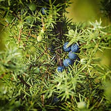 Juniper berries on the tree