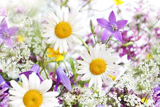 Field of daisies.
