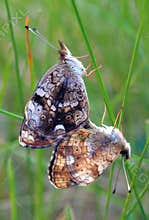 Butterfly Mating (SHARP)