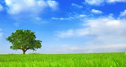 Green fields, the blue sky and tree 2