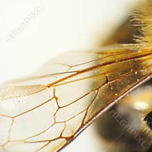 Bee wing detail