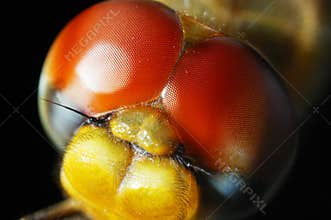 Head of dragonfly