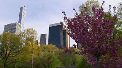 Spring new york city central park famous building tree blossom 4k usa