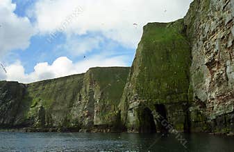 Atlantic birdlife, Shetland