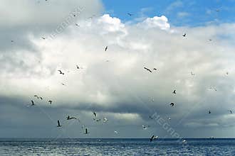 Atlantic birdlife, Shetland