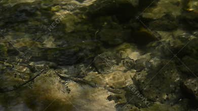 Shallow stream. Water flow on sunny day.