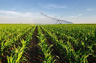 Agricultural irrigation system watering corn field on sunny summer day