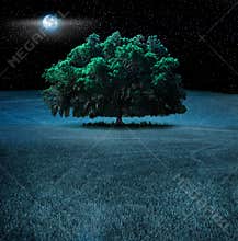 Oak tree at night