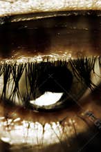 Sepia vision