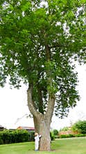 Small boy and Big Tree