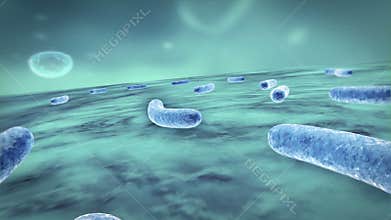 Bacteria