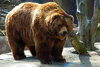 Brown bear