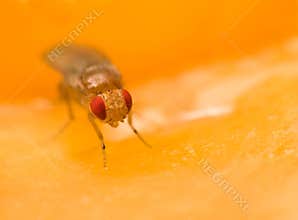 Tiny fruit fly sitting on an apple