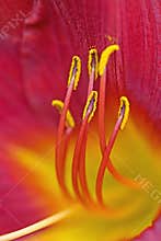 Macro of Day Lily