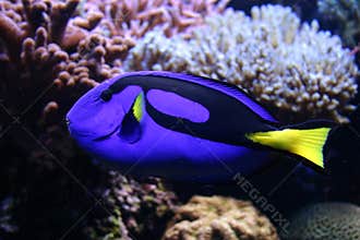 Beautifull tropical fish