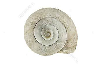 Snail shell