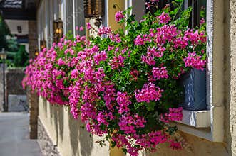 Beautiful pink flowers pelargonium hang-downing in