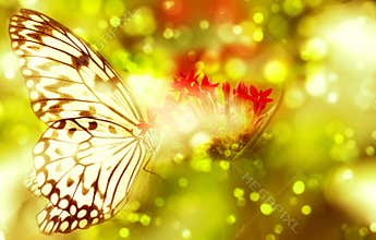 Fantasy butterfly on flower