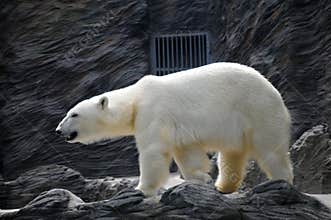 Polar bear