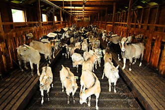 Goats at farm
