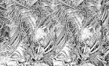 Palm tree trunk background