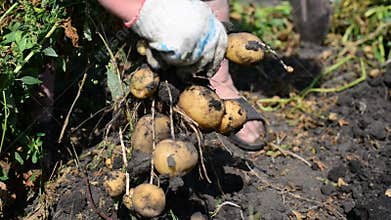 Woman with a shovel digs up potatoes