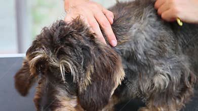 Closeup view of the trimming of the spin of the dog