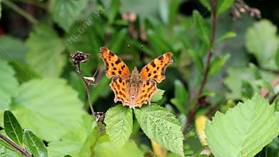Comma butterfly upon green leaves, Holland