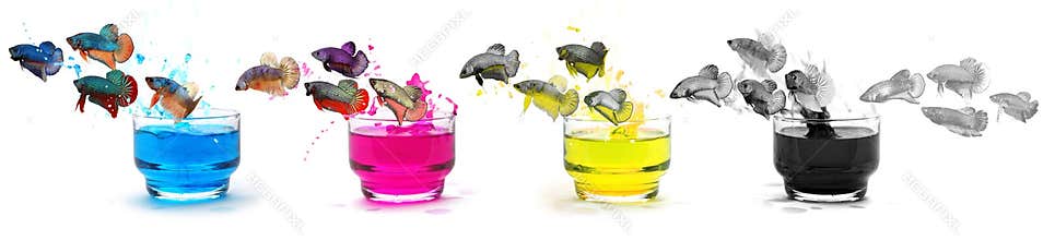 Fish plated in the ink CMYK color
