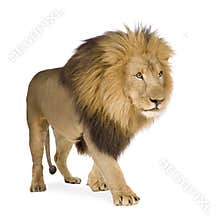 Lion (4 and a half years) - Panthera leo