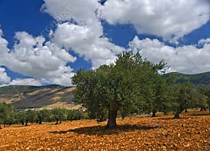 Olive grove