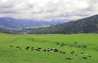 Gaucho herding cows near Salta, Argentina