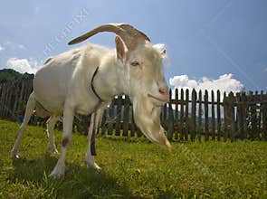 White goat