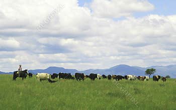 Gaucho herding cows near Salta, Argentina