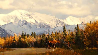 Wild Animal Moose Cow Calf Road Crossing Alaska Range Mountains