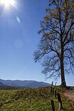 Cades Cove Simple Tree Landscape