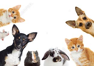 Set of pet