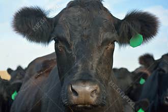 Black Angus Cow with Green Ear Tag in a Pasture