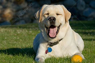 Smiling dog
