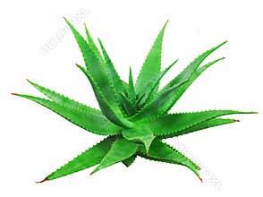 Aloe vera plant