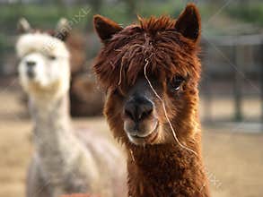 Alpaca Llamas