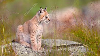 Cute young lynx sitting and yawning