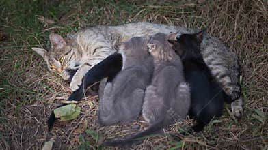 Cat Nursing her Kittens