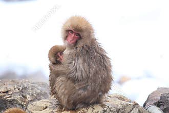Monkey mother and baby